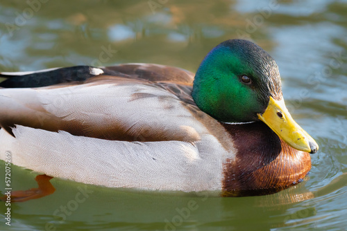 Wild duck chilling on a lake in Carol Park of Bucharest, Romania. Vivid colors on a warm day photo