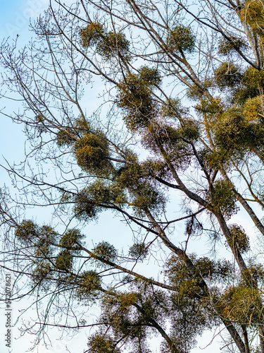 Baum mit vielen Misteln im Winter photo