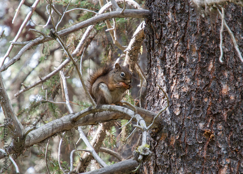 squirrel eating © paula