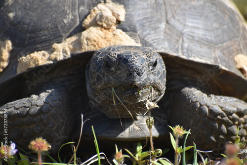 Gopher Tortoise eating grass in Florida. Gopher Tortoises are Endangered Species. photo