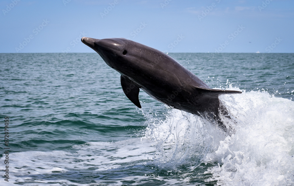 Fototapeta premium Bottlenose Dolphin jumping out of the ocean water.