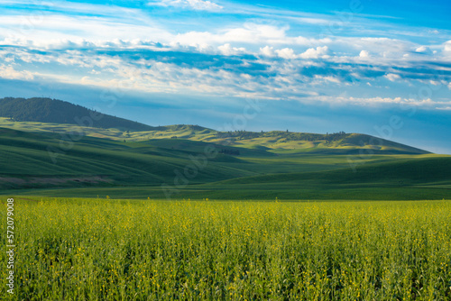 Landscape of wheat fields, hills and sky seen from Palouse in Washington State