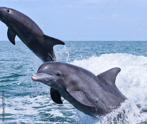 Fotografie Bottlenose Dolphin jumping out of the ocean water.