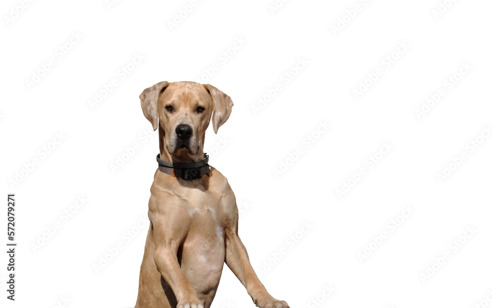 Dog with front paws supported watching, transparent background
