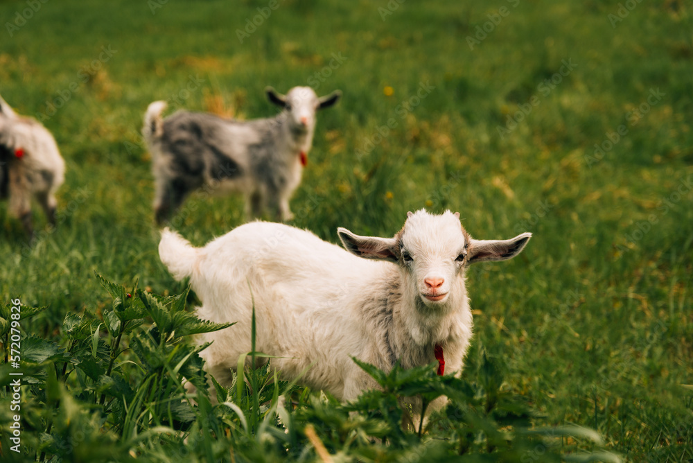 Portrait of some cute little goats walking on green fresh grass field. Portrait of some cute little goats walking on green fresh grass field.
