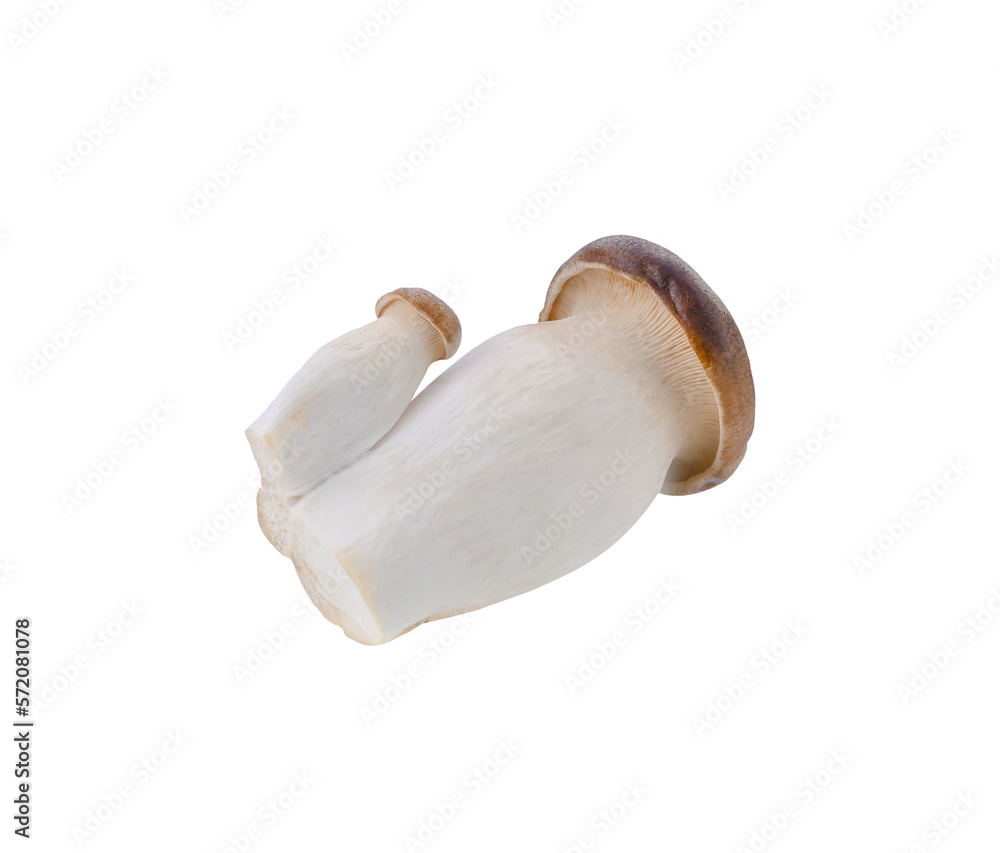 Fototapeta premium King oyster mushrooms isolated on transparent png