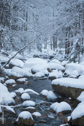stream in the middle of a snowy mountain forest