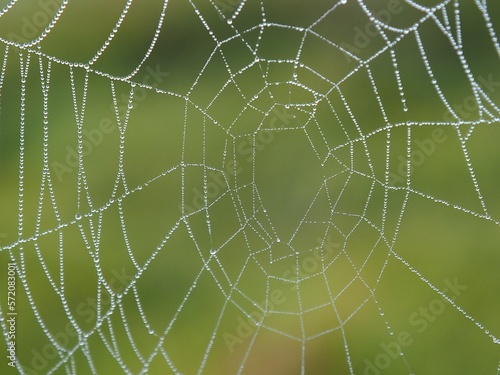 Closeup spider web and morning dew
