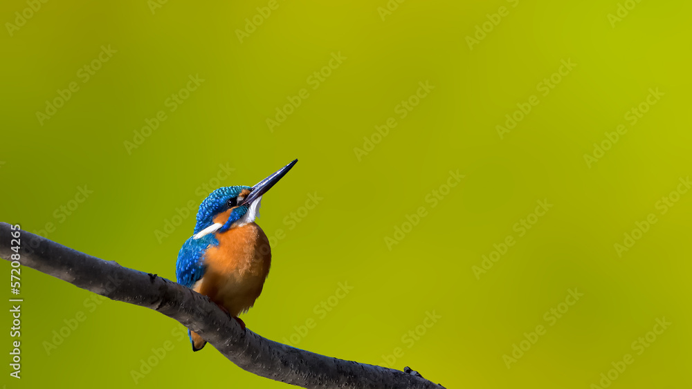 Fototapeta premium カワセミ(Kingfisher)