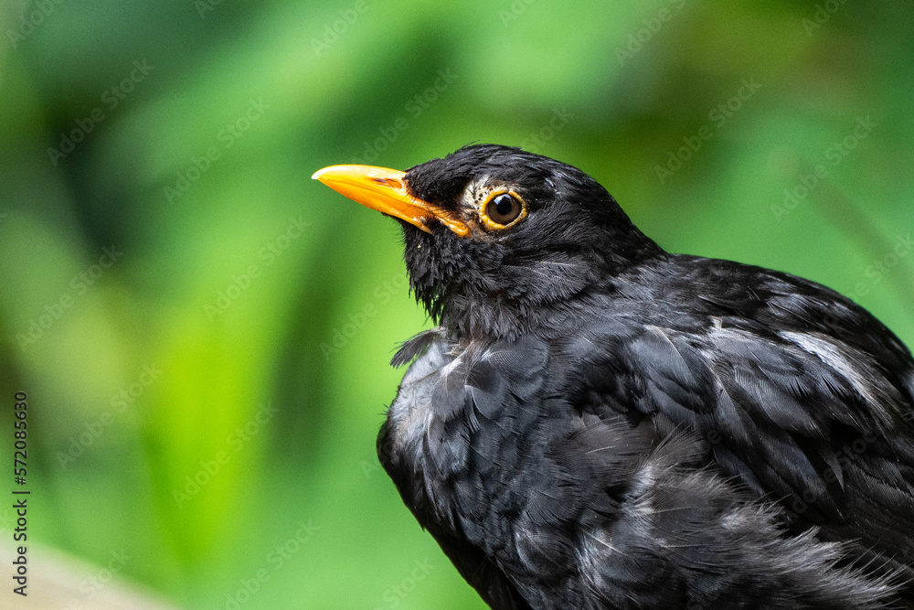 Fototapeta premium Amsel ganz nah 