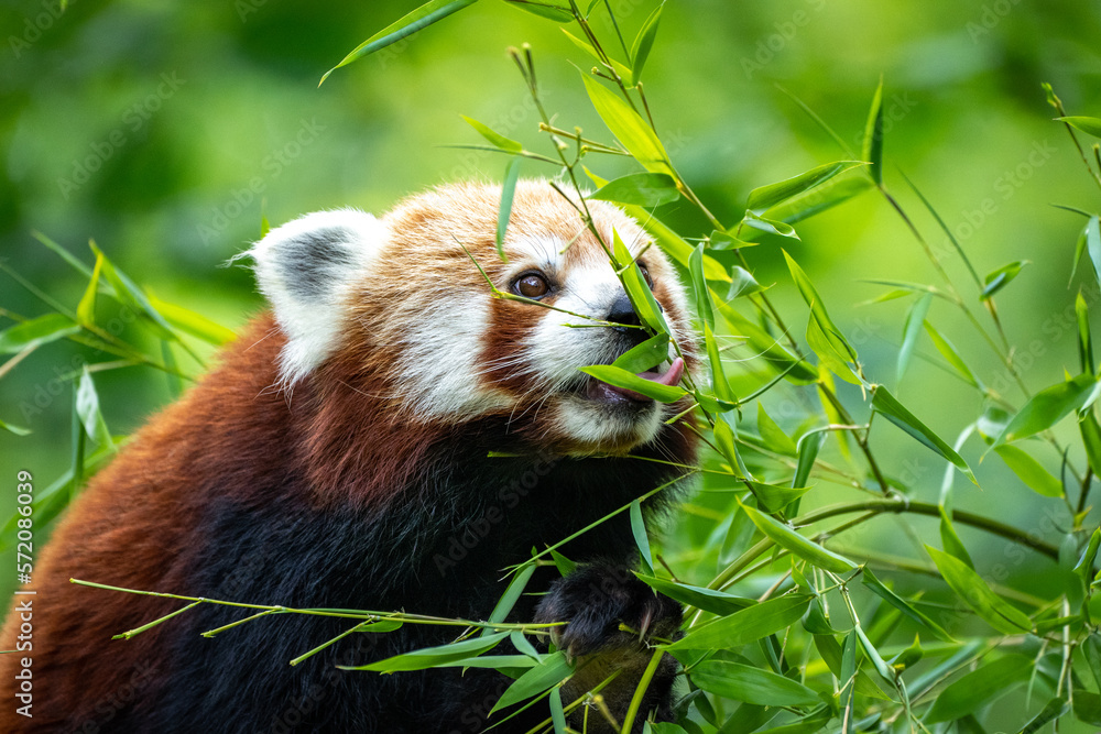 Naklejka premium Kleiner roter Panda am Schlemmen 