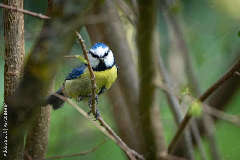 Fototapeta premium Blaumeise schaut in die Kamera 