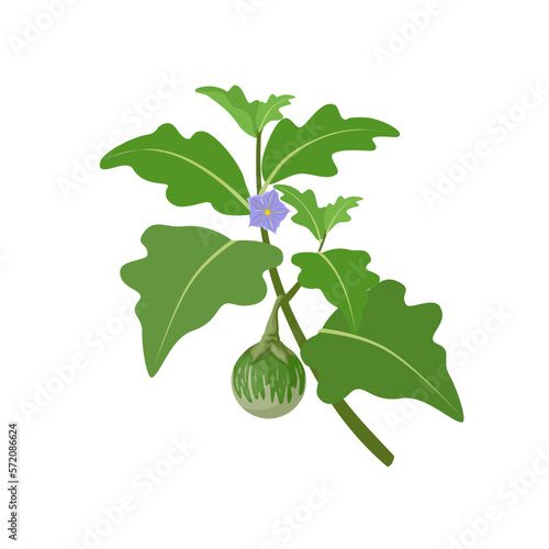 Vector illustration, thai eggplant or Solanum melongena, isolated on white background.