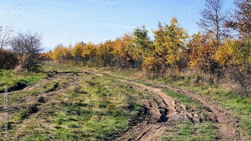 road in the autumn forest