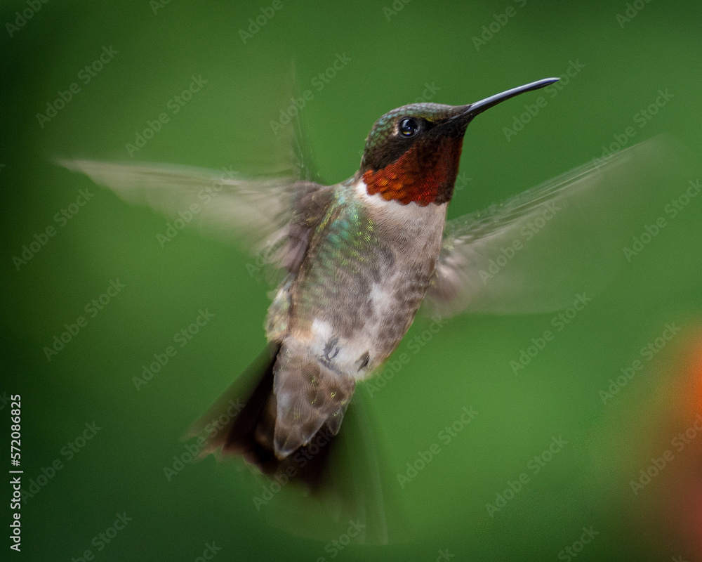 Fototapeta premium hummingbird in flight