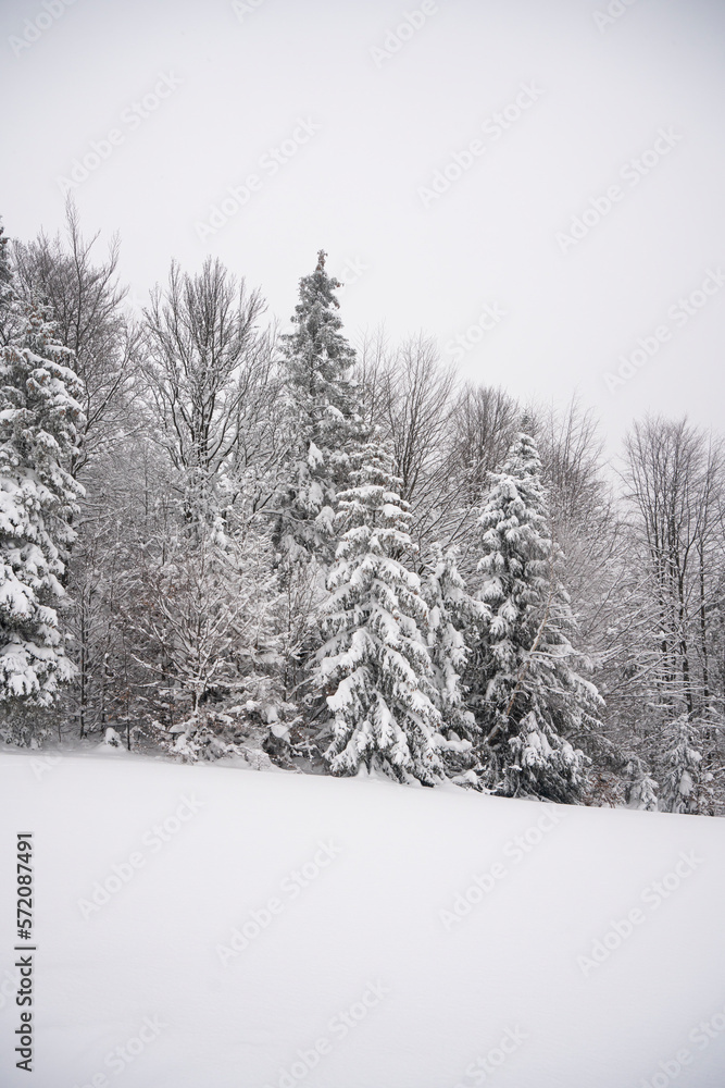Fototapeta premium winter landscape, winter, forest in winter, trees covered with thick snow, heavy snowfall