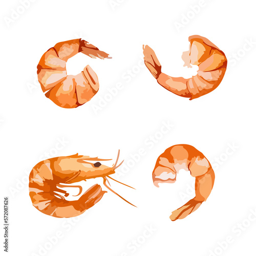 Set of Shrimp. Hand drawn watercolor vector illustration isolated on white background