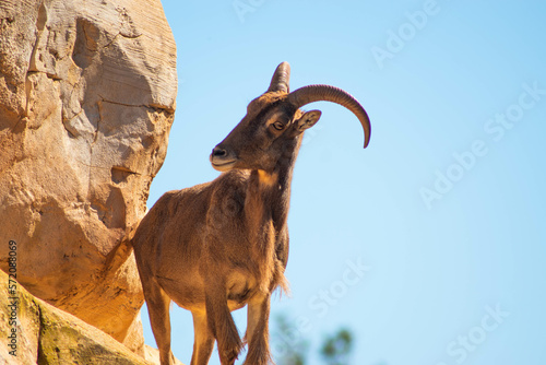 Mouflon à manchettes wild sheep, Ammotragus lervia stanging on a cliff photo