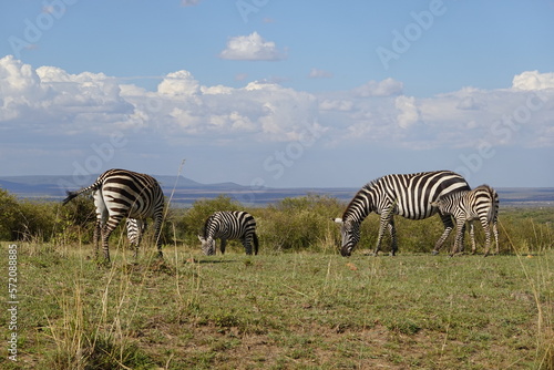 Kenya - Savannah - Zebra