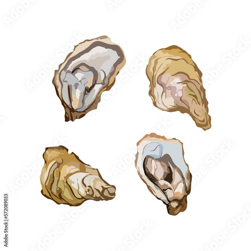 Oysters painted in watercolor. Hand drawn vector illustration isolated on white background