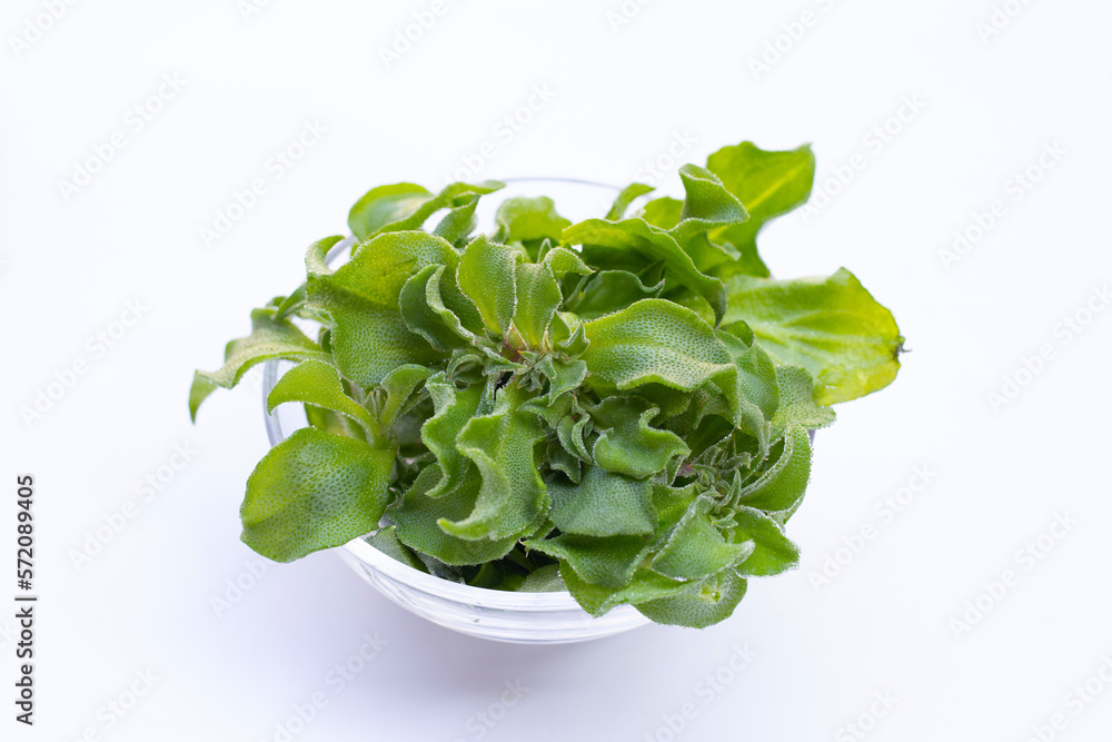 Crystal ice plant on white background. Crystal ice plant on white background.