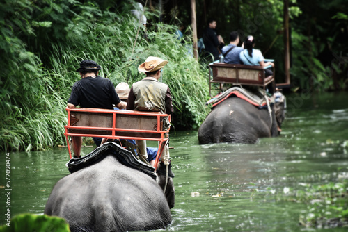 Backside view of tourist groups sitting on elephant seat for travel and touring explore off forest trails and wade through deep waters in rainy season. Traveler and explorer concept.