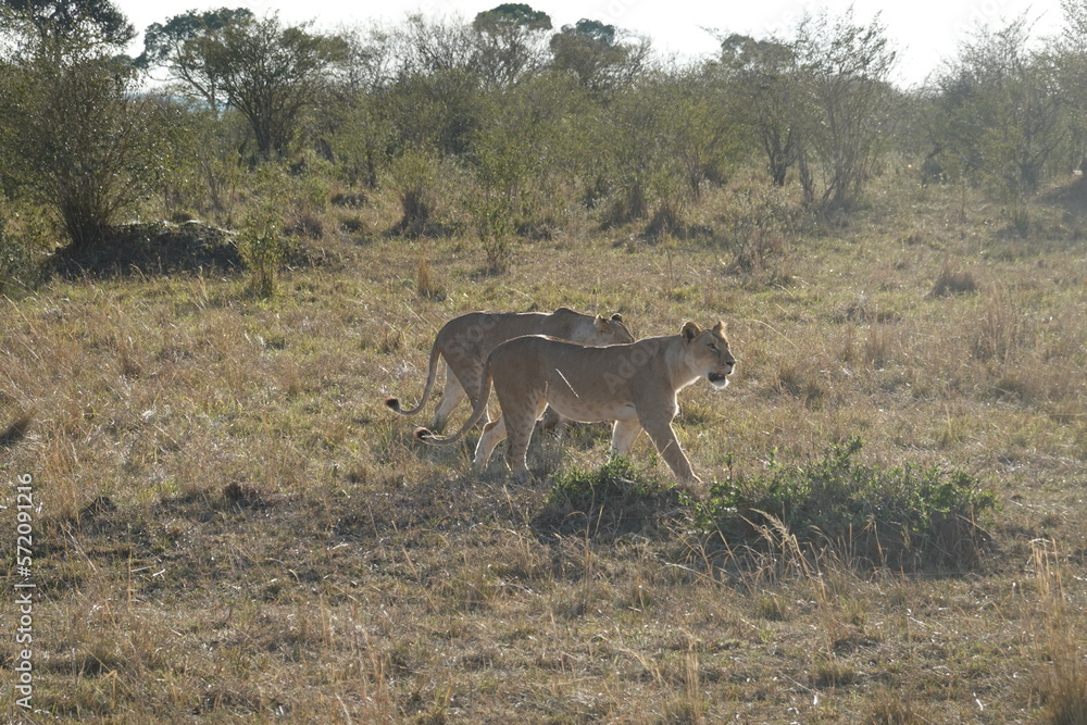 Fototapeta premium Kenya - Savannah - Lion