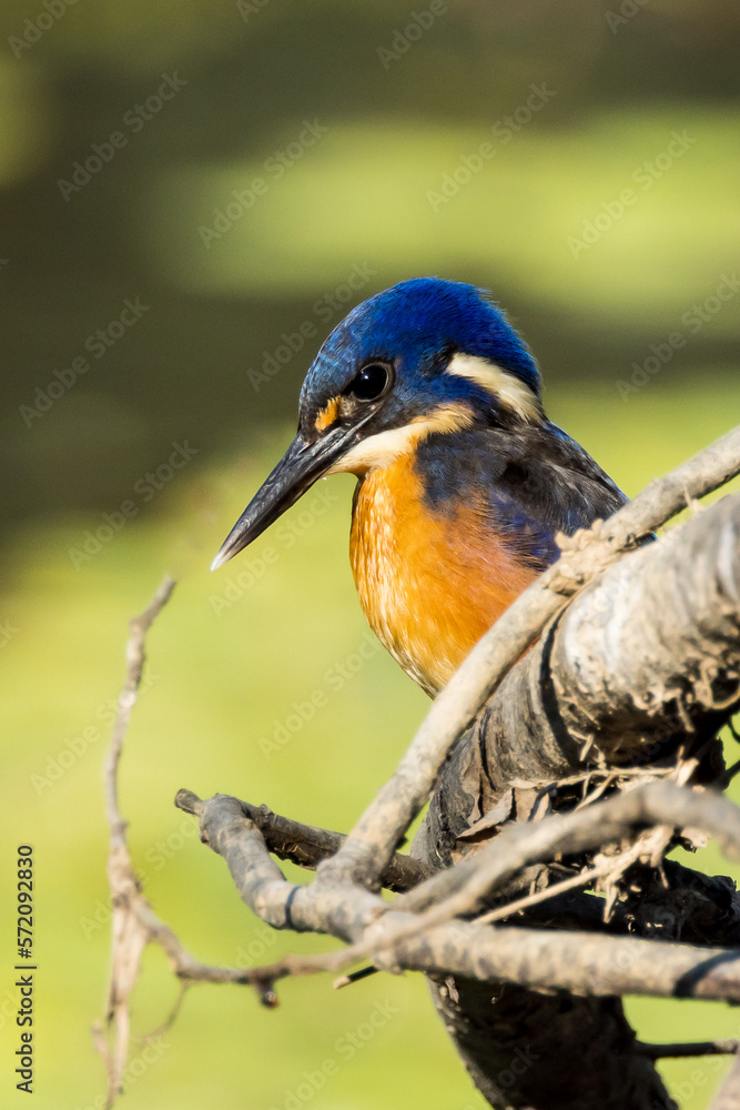 Fototapeta premium Azure Kingfisher in Victoria Australia