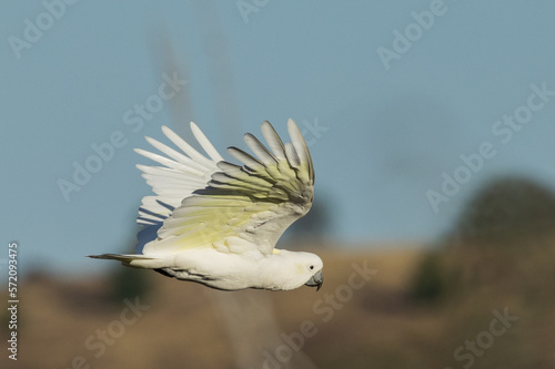 Sulphur-crested Cockatoo in Victoria Australia photo