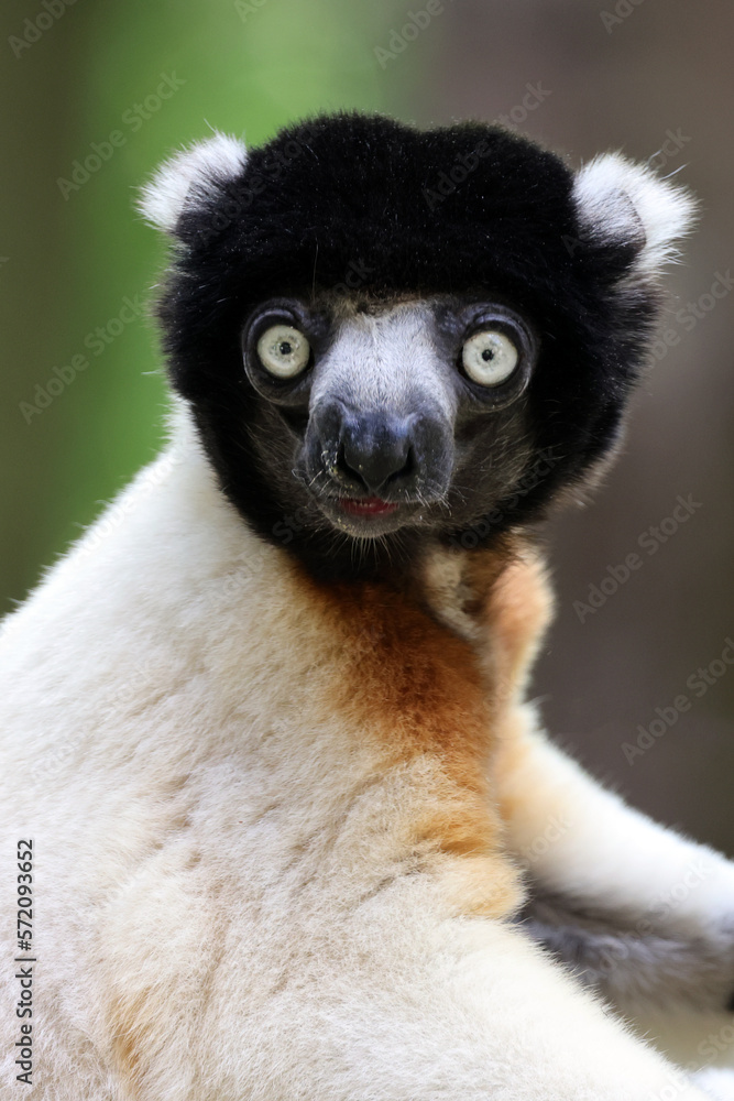 Fototapeta premium Close up of crowned sifaka (Propithecus coronatus)
