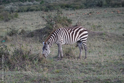 Kenya - Savannah - Zebra