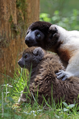 crowned sifaka (Propithecus coronatus) and Lac Alaotra bamboo lemur (Hapalemur alaotrensis) photo