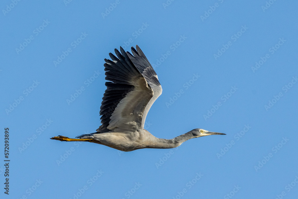 Obraz premium White-faced Heron in Victoria Australia