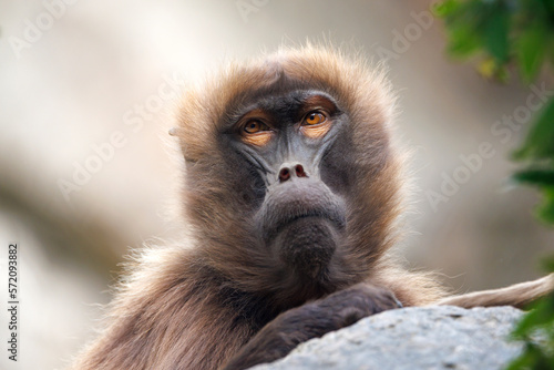 The gelada (Theropithecus gelada), sometimes called the bleeding-heart monkey or the gelada baboon