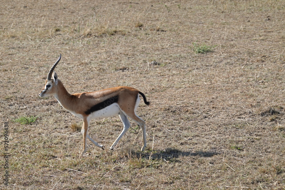 Kenya - Savannah - Gazelle Kenya - Savannah - Gazelle