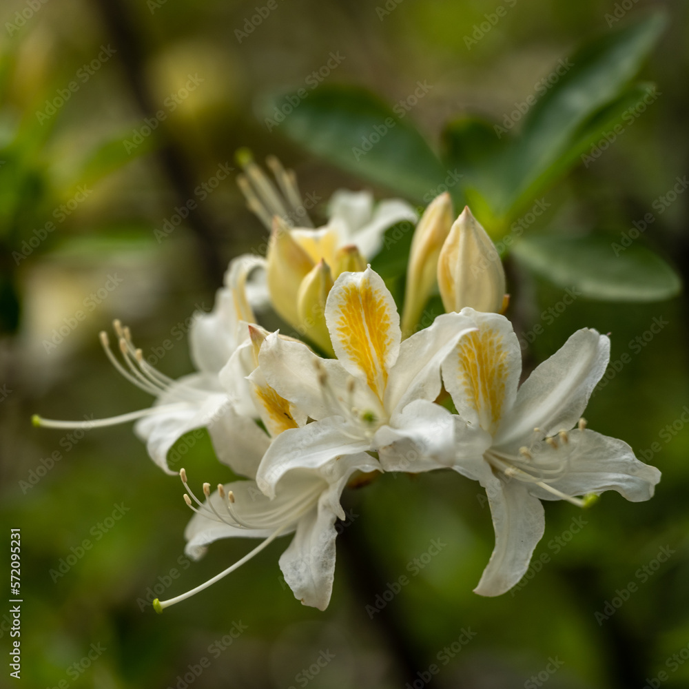 White and Yellow Azalea Blooms in Kings Canyon White and Yellow Azalea Blooms in Kings Canyon