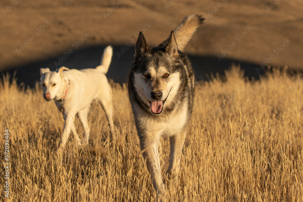 Two Dogs Trotting in the Evening Light