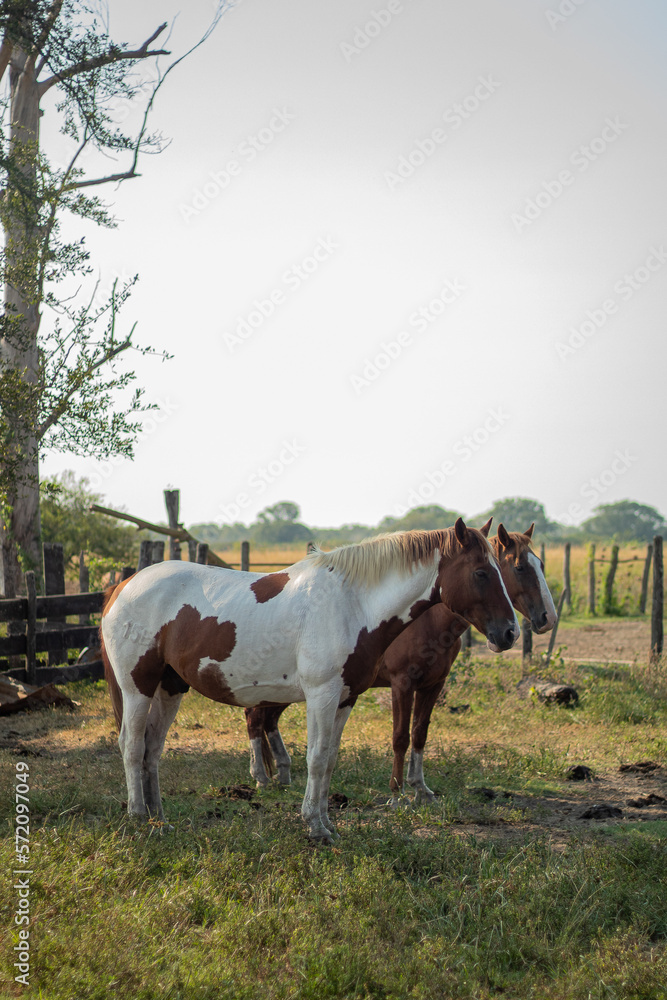White and brown horse in the field, with another brown horse behind White and brown horse in the field, with another brown horse behind