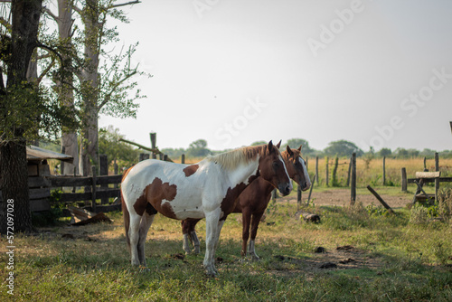 White and brown horse in the field, with another brown horse behind © Lucio