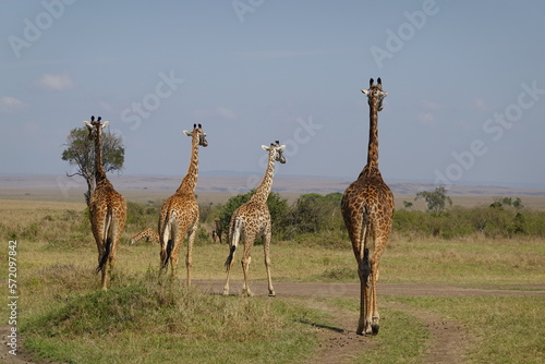 Kenya - Savannah - Giraffe