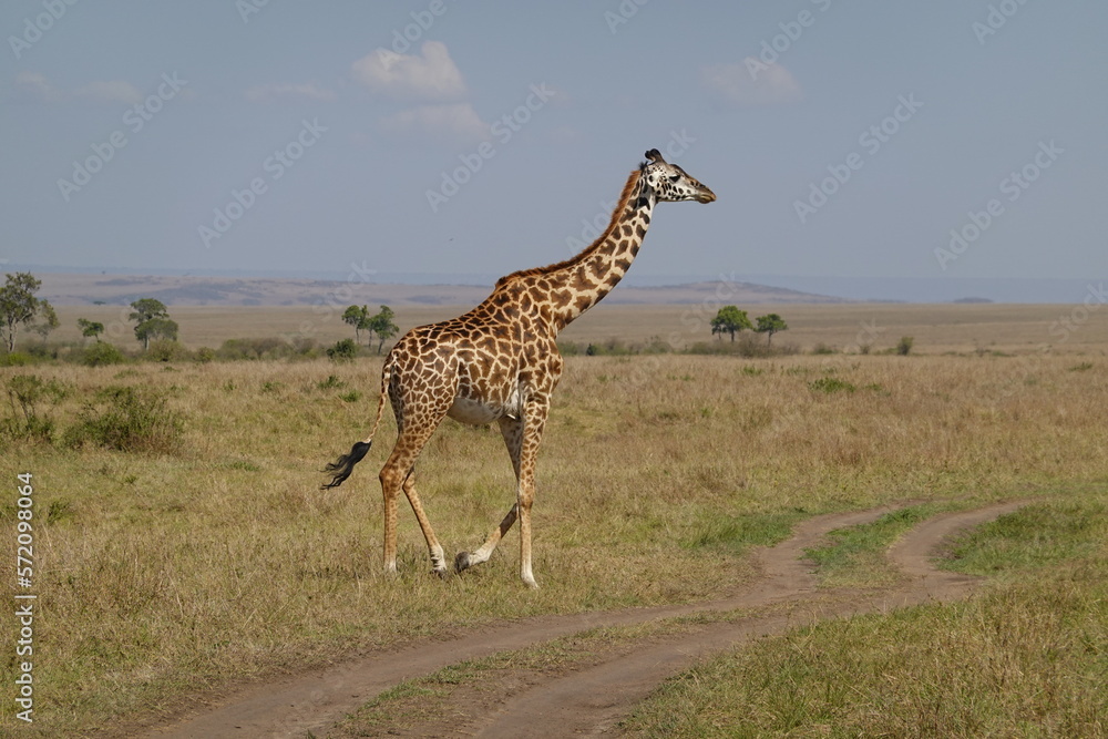 Obraz premium Kenya - Savannah - Giraffe