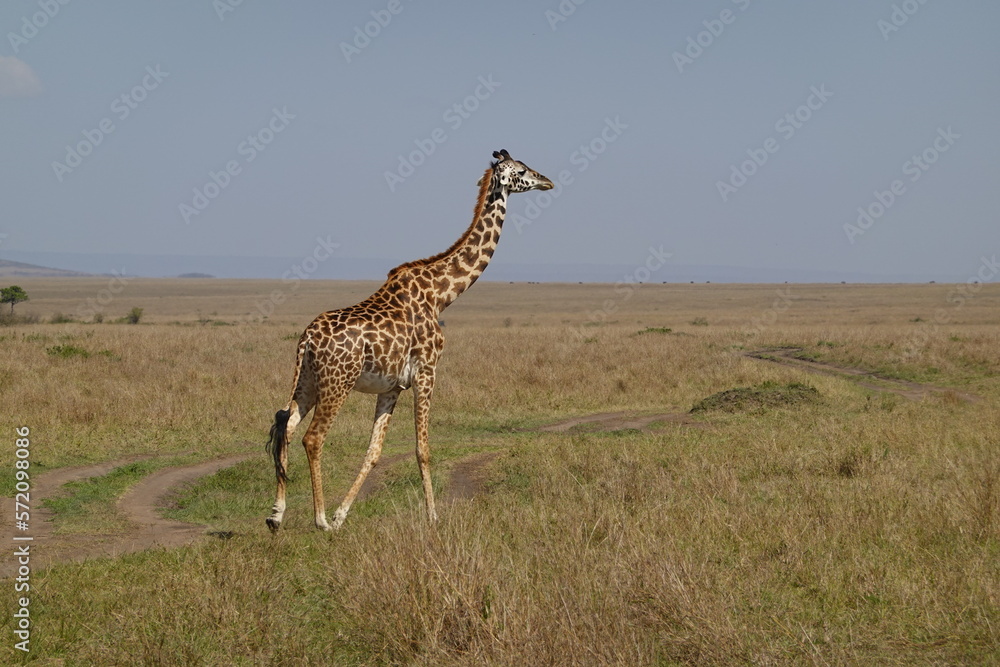 Obraz premium Kenya - Savannah - Giraffe