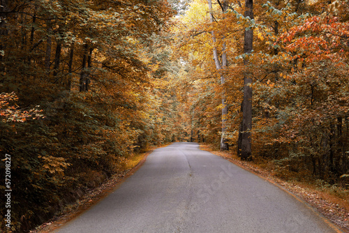 Fototapeta Naklejka Na Ścianę i Meble -  road in autumn forest