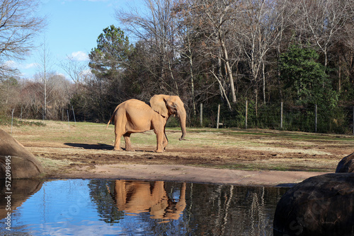 Photography Elephant at the North Carolina Zoo