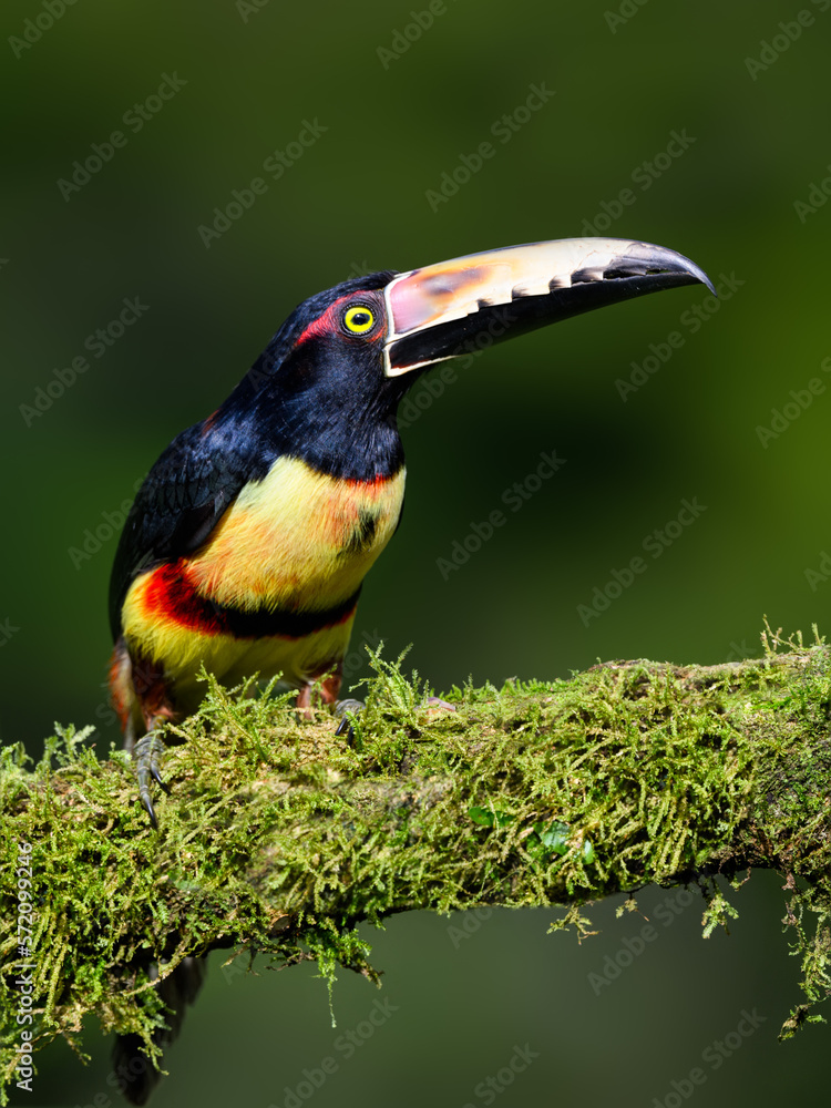 Naklejka premium Collared Aracari portrait on mossy stick against dark green background