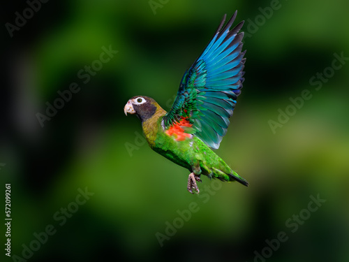  Brown-hooded Parrot in flight against dark green background