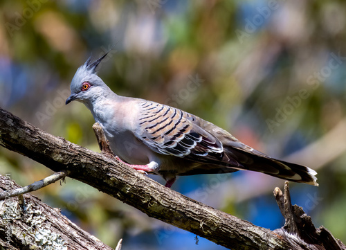 Australian Crested pigeon in a tree