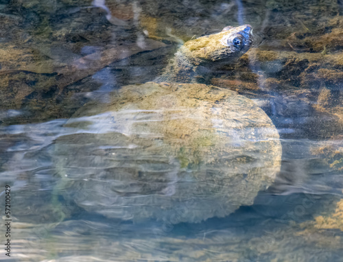 Australian Turtle in a creek
