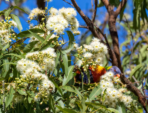 Lorikeet in a tree eating blossoms