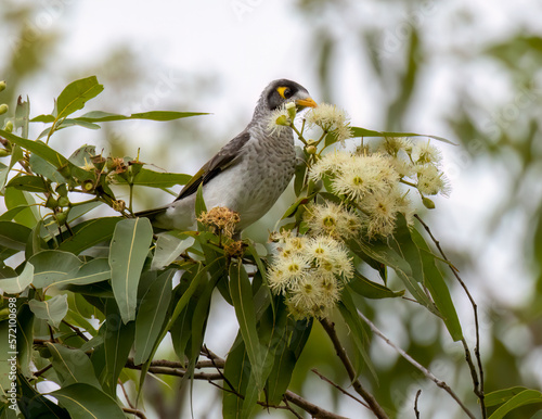Noisey Minor eating blossoms in a gum tree